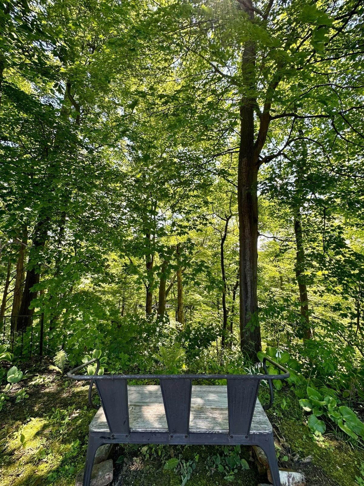 Wetland and forest at Oak Orchard Wildlife Refuge — birding hides and bald eagle habitat