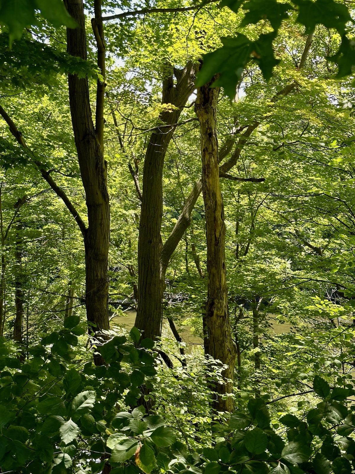 Cobblestone Trail forest canopy along the Seaway Trail in Orleans County, New York